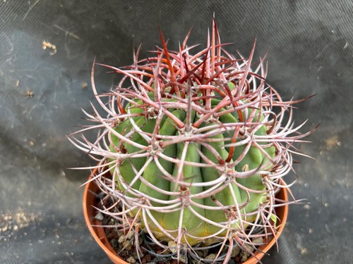 Denmoza rodacantha cactus - denmoza,