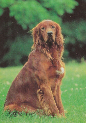 Setter irish - setter,