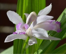 Orchidea giardino bletilla - giardino,