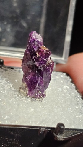 ☆Bellissimo esemplare di