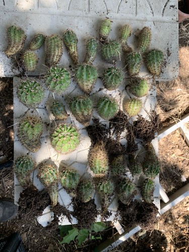 Talee opuntia cuscino - opuntia, (