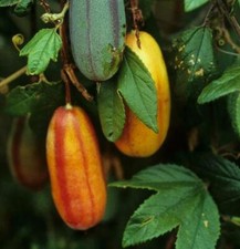 Passiflora tripartita