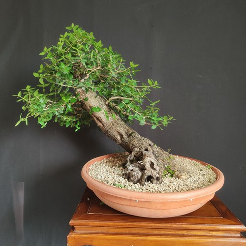 Pre bonsai esemplare - pre, di