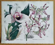 Orchidea Lycaste Dendrobium (20) - Stampa botanica decorativa di Dietrich - 1840