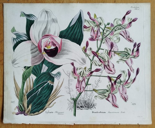 Orchidea lycaste dendrobium - lycaste,