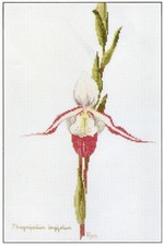 Orchidea Phragmipedium modello punto croce Ross fiore originale vintage 1990