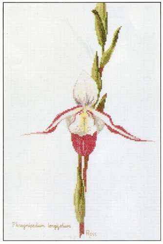 Phragmipedium orchid cross - orchid,