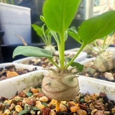 1 pezzo 1,3-1,5 cm Euphorbia
