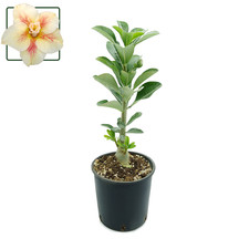 Adenium obesum new - "new, yellow"
