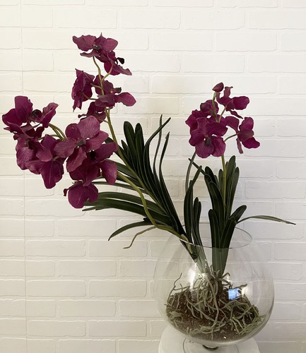 Orchidea Wanda in Vaso