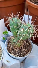 Tephrocactus Alexanderi
