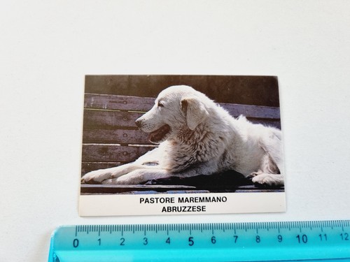 Adesivo pastore maremmano - pastore,
