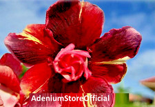 20x Adenium Obesum, Double