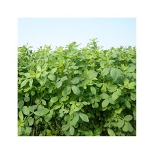 SEMI DI ERBA MEDICA FRIGOS 1^