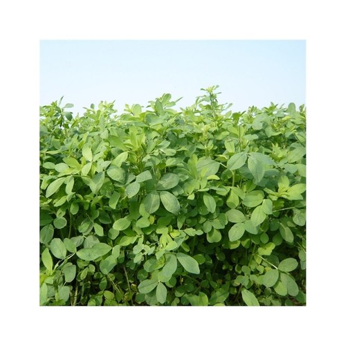 Semi erba medica - medica, frigos