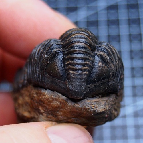 Trilobite flexicalymene - 58,