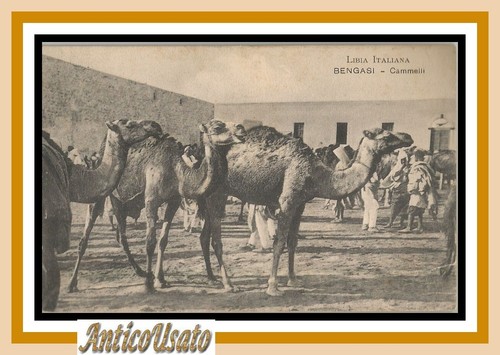 Cartolina bengasi cammelli - bengasi,