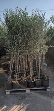 PIANTA DI ULIVO OLIVO DA OLIO anni due  vaso 20  o in FITOCELLA (foto reali)