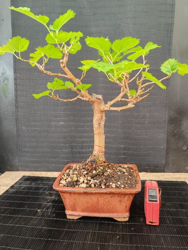 Bonsai gelso cm visita - di,