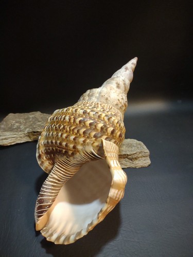 Grande conchiglia tromba - , di