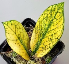 Zamioculcas Zamiifolia