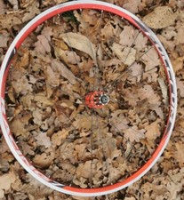 Ruota bici corsa Fulcrum 700c