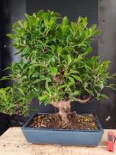 bonsai   ficus retusa  h 62 cm