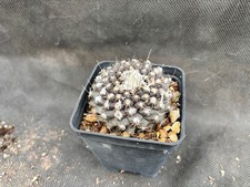 Copiapoa poposoensis il - poposoensis-,