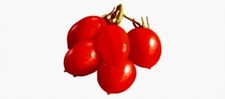 POMODORO PIZZUTELLO, PICCOLO