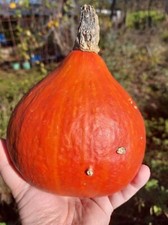 Uchiki Kuri Squash - Zucca -