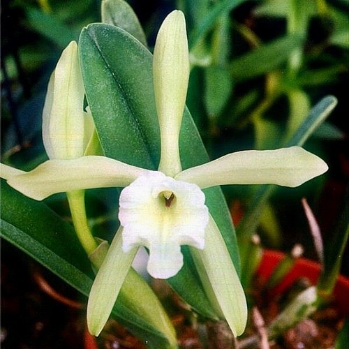 Cattleya species glauca top - cattleya,
