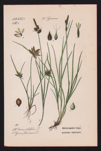 1880 segge carex - 1880,
