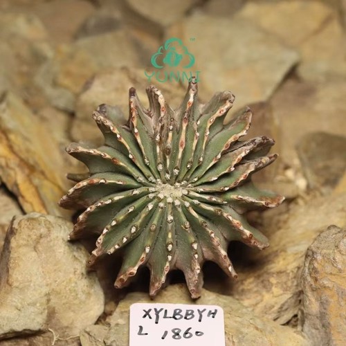 Pianta rara cm cactus - 4,8,