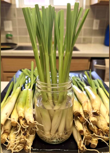 Steli citronella pronti - citronella,