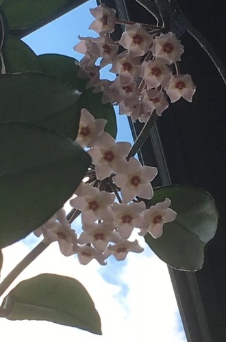 Hoya carnosa propaggine 90 - propaggine,