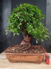 bonsai  olmo cinese   h 50 cm