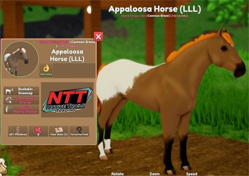 Wild horse islands buckskin - wild,