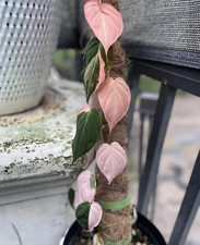 Sale2269 Philodendron pink