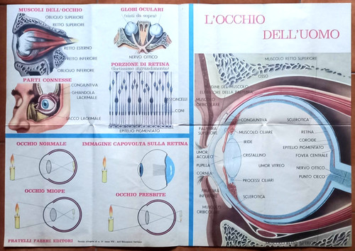 Occhio dell uomo tavola - l'occhio, dell'uomo