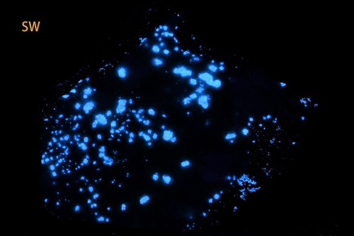 Scheelite fluorescente - , di