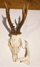 Trofeo corna di capriolo - Austria (3)