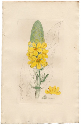 Antica botanica inglese 1798