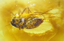 Ambra del Mar Baltico con RARA