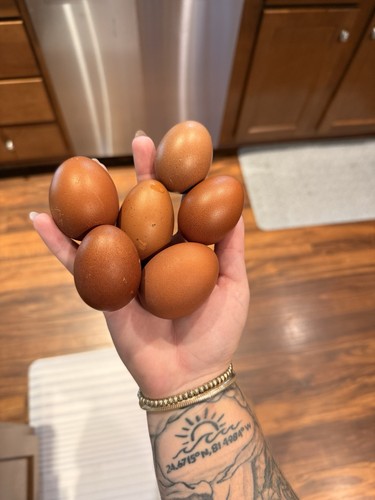 Mystic maran hatching - hatching, eggs
