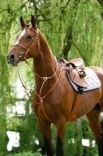 Pettorina stubben con attacco - pettorina,