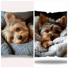 2 X YORKSHIRE TERRIER
