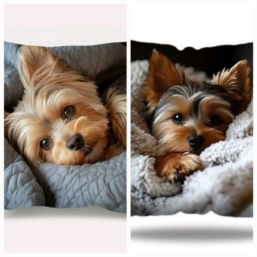 Yorkshire terrier - x,