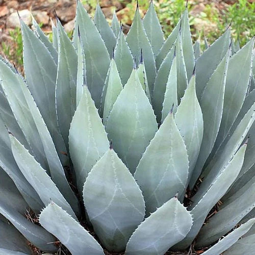 Agave parryi oregon - parryi, 'oregon