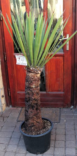 Yucca faxoniana dal - , messico