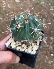 GLANDULICACTUS (SCLEROCACTUS) MATHSSONII - CACTUS - VASO Ø7